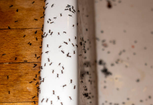 Best Spider Control Near Me  in Oakville, CT