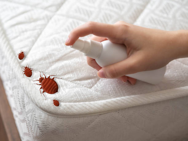 Best Flea Control Services  in Oakville, CT